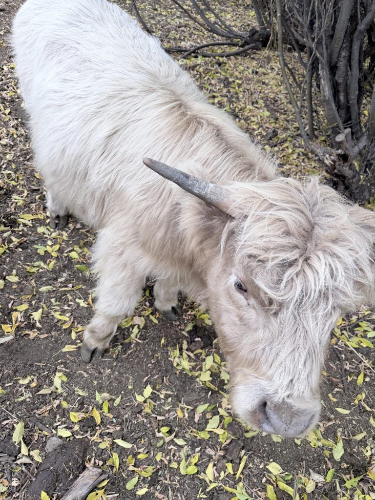 Cream-coloured Highland cow with long shaggy hair