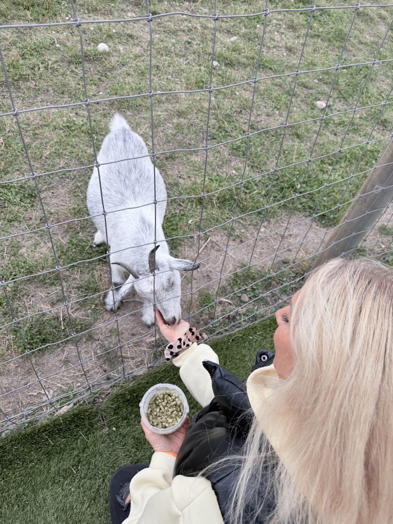 Carrie Meir hand-feeding a white goat through the fence