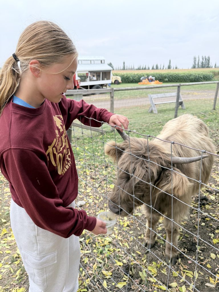 Girl feeding a shaggy brown Highland cow through a wire fence