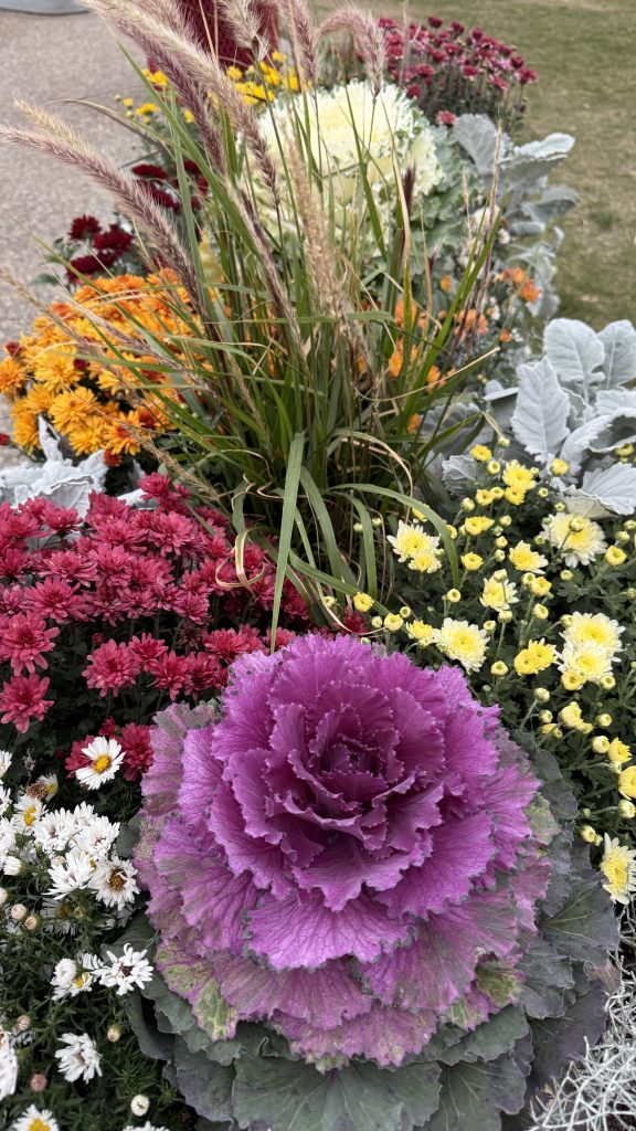 Fall flower bed at Kraay Family Farm with purple ornamental kale, mums and ornamental grasses