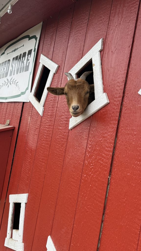 Brown goat sticking its head out of a window