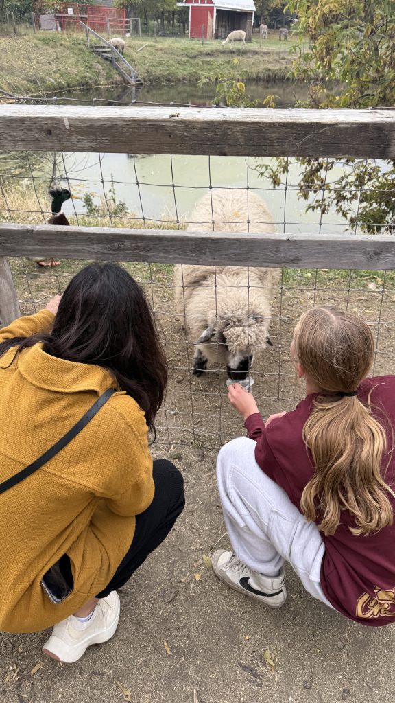 Woman and girl feeding a woolly sheep near the pond