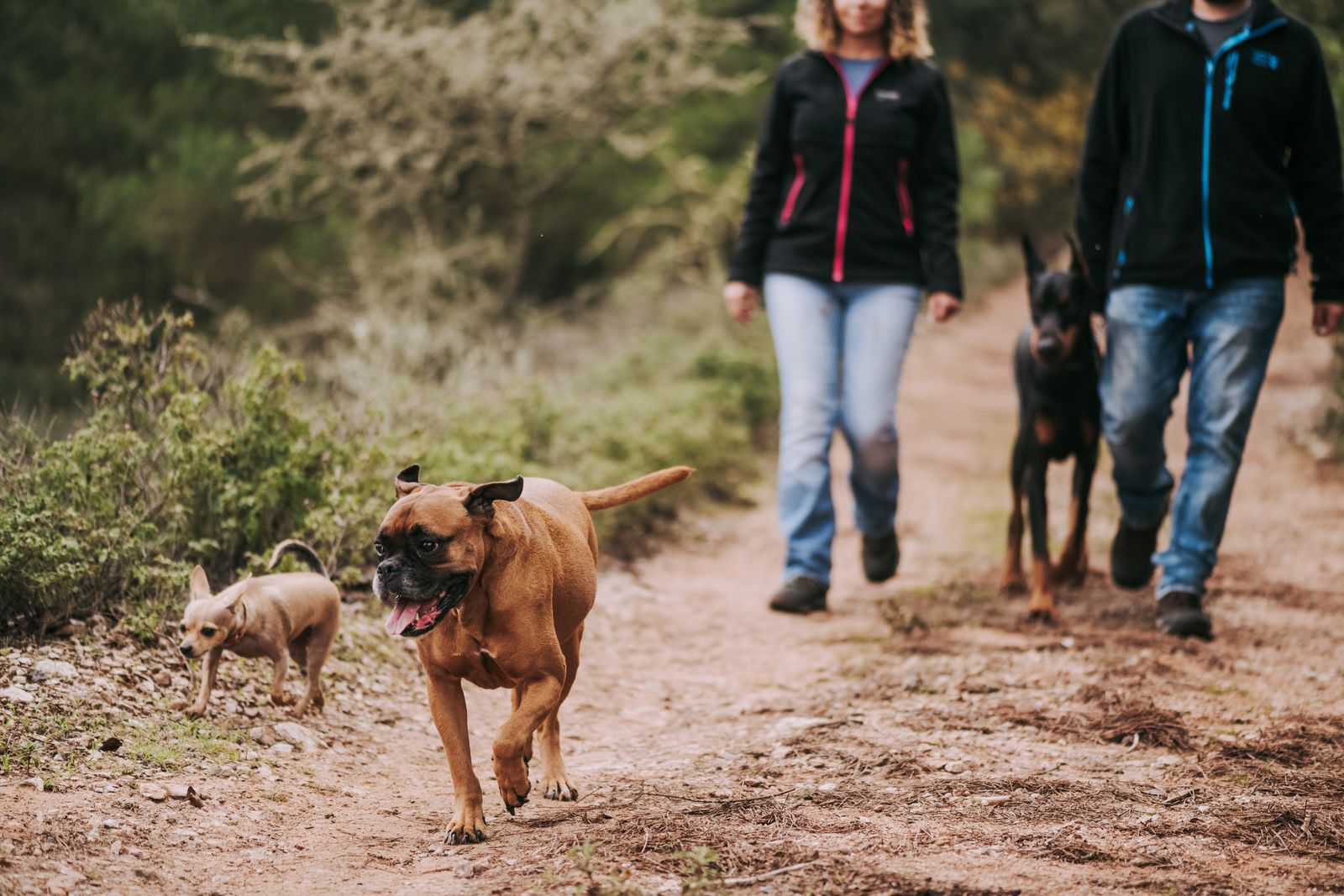 Couple walking their dogs on a nature trail, like the trails at Three Mile Bend in Red Deer